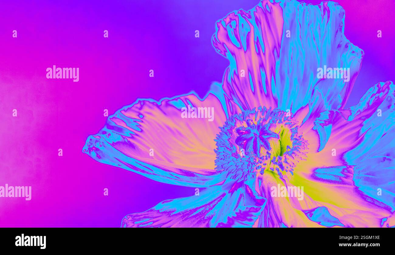 Digital verbesserter blauer Neonmohn mit lebendigem Fliederhintergrund. Abstrakte und futuristische botanische Kunstwerke mit lebhaften Farben, perfekt für modernes DE Stockfoto