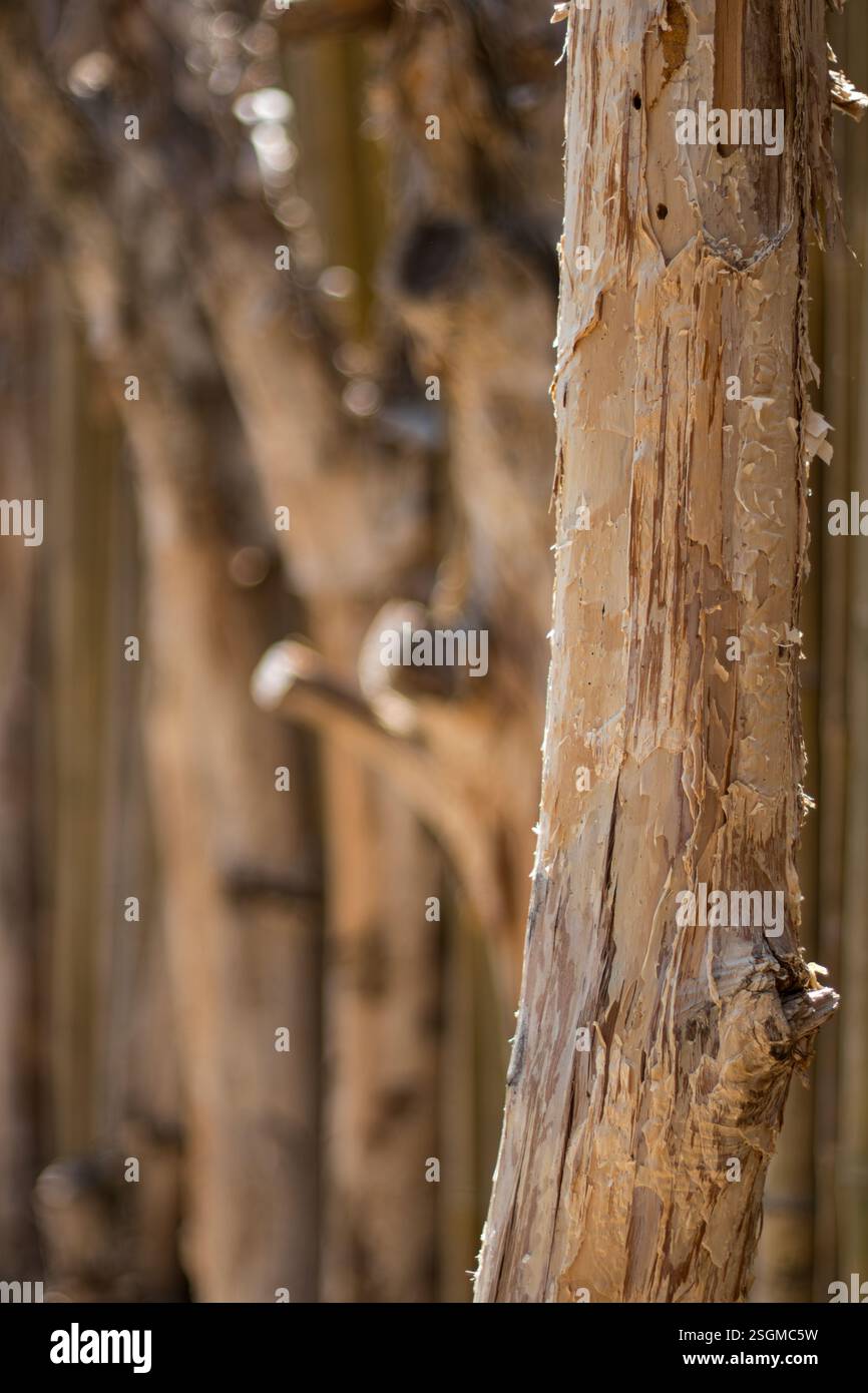 Rustikale Rinde, die von Bäumen in einer Reihe abblättert Stockfoto