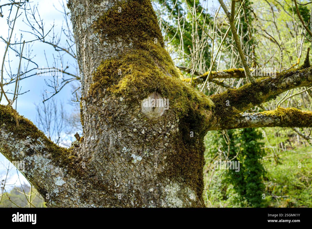 Baumauge an einem Baumstamm Baumauge am bemoosten Stamm eines Baumes im Tal der Großen lauter zwischen Unterwilzingen und Lauterach, Schwäbische Alb, Stockfoto
