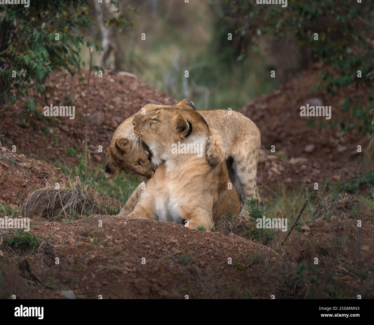 Tender Bond: Löwin und Jungtier in der afrikanischen Wildnis Stockfoto