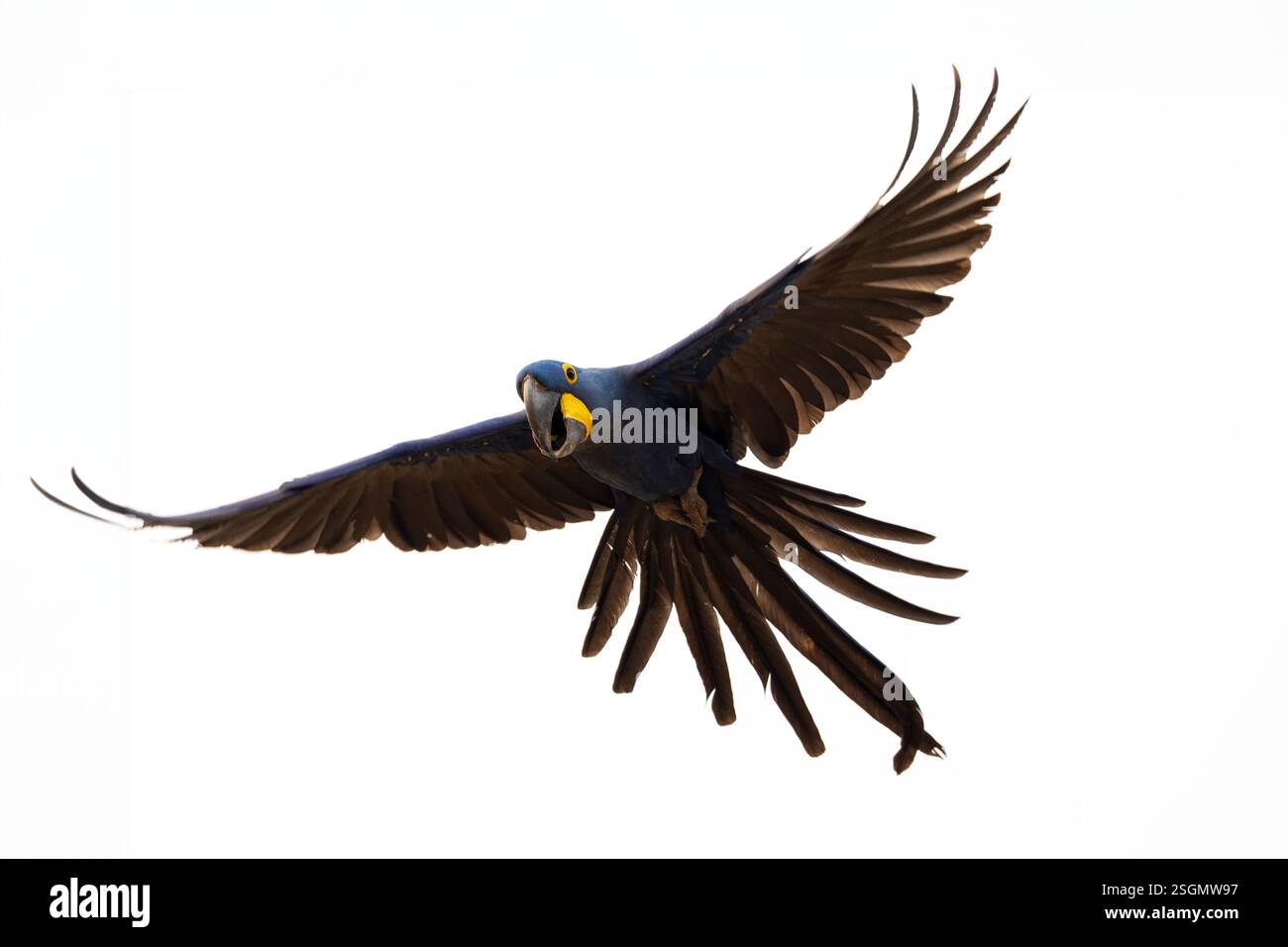 Ein Hyazinthenaras schwebt anmutig durch den Himmel. Stockfoto
