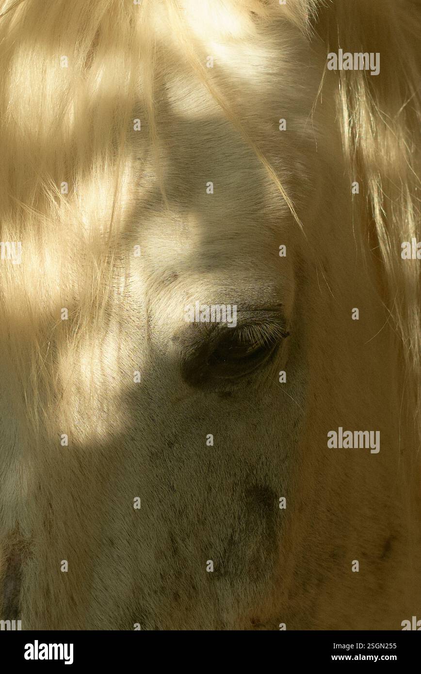 Nahaufnahme eines Pferdeauges und einer Mähne in weichem Sonnenlicht. Israel Stockfoto
