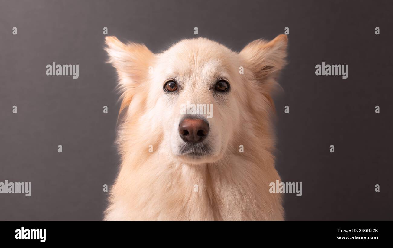 Weiße Schäferporträts mit Blumen Stockfoto