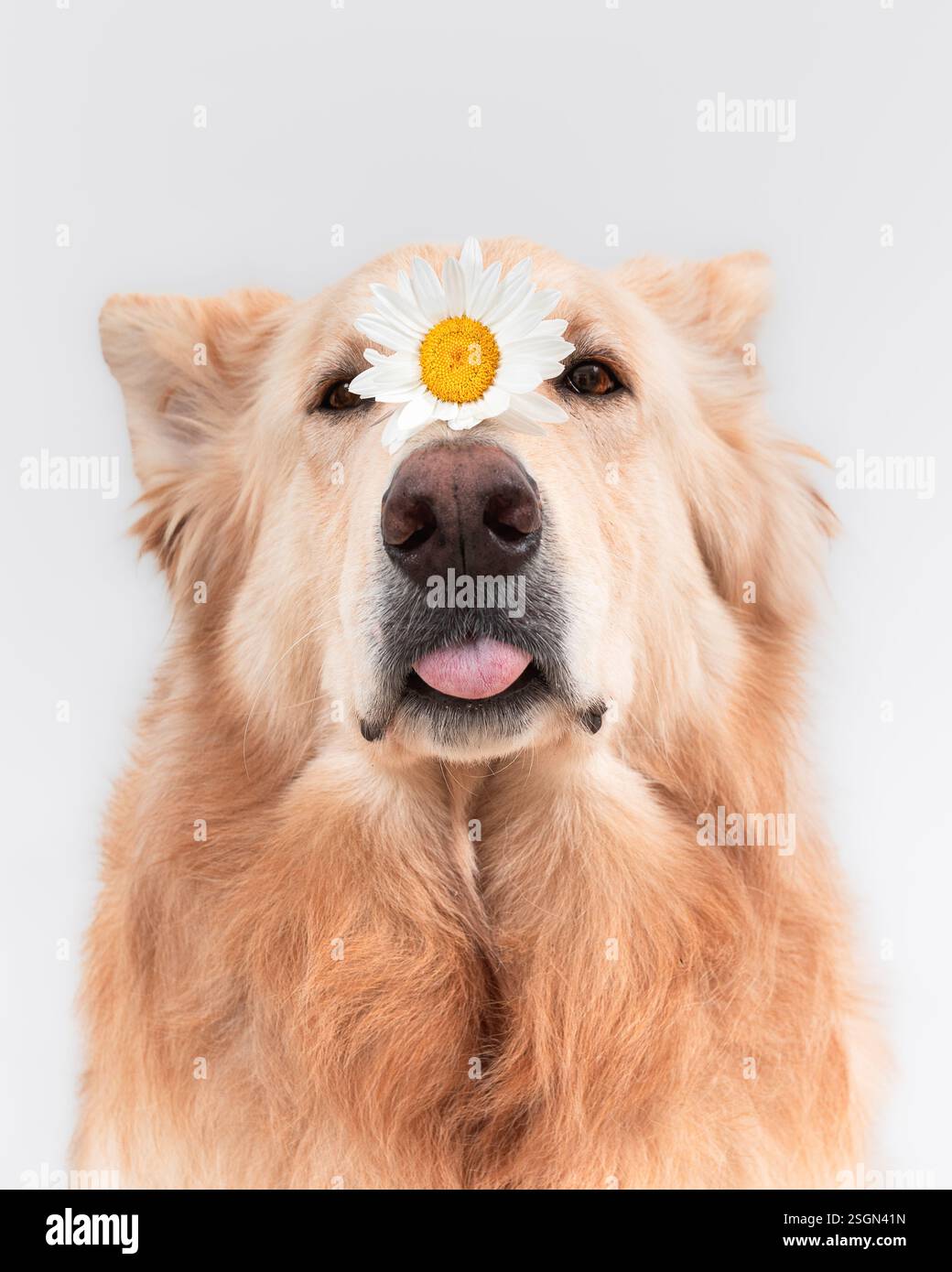 Weiße Schäferporträts mit Blumen Stockfoto