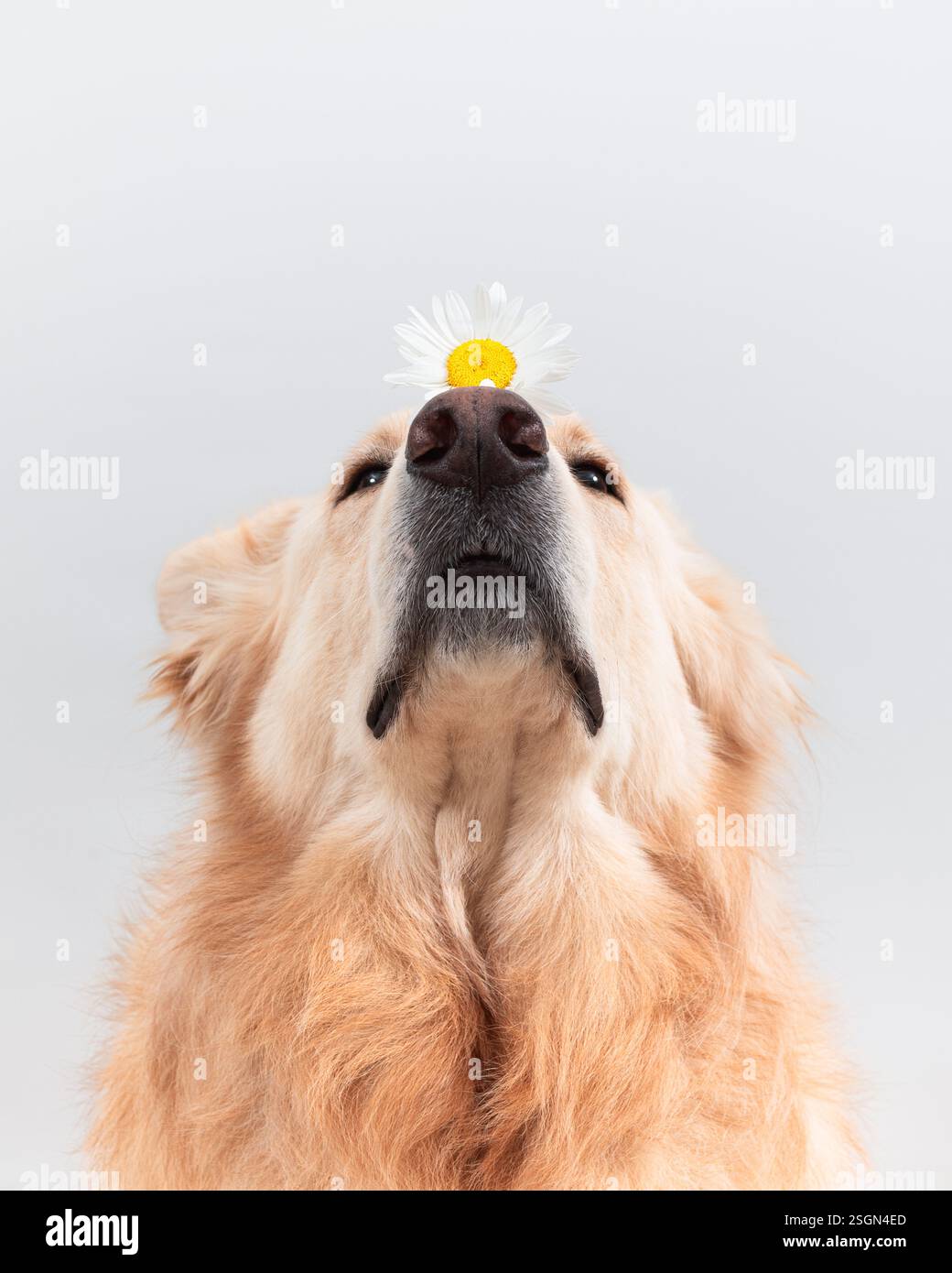 Weiße Schäferporträts mit Blumen Stockfoto