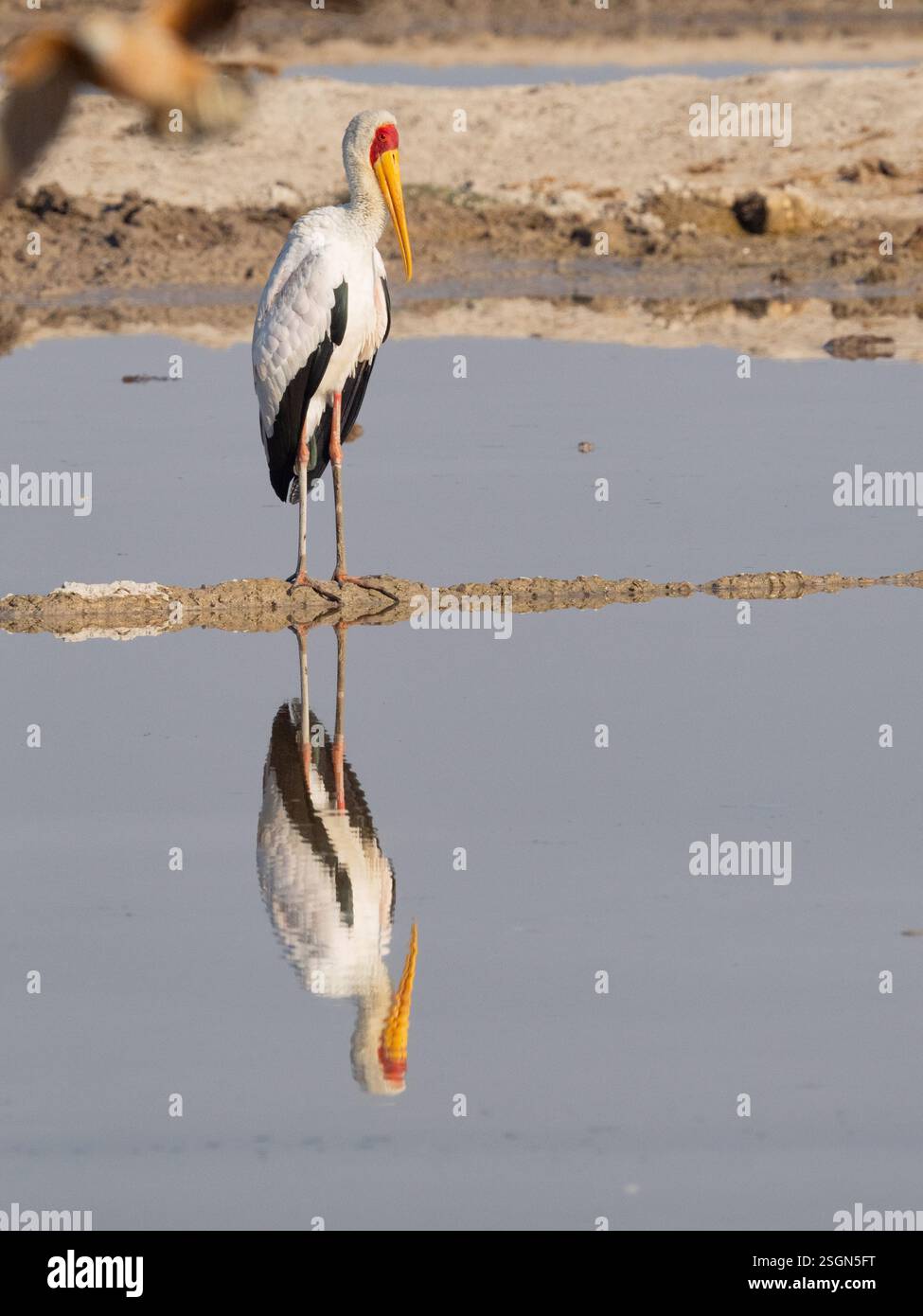 Gelbschnabelstorch (Mycteria ibis) mit Reflexion Stockfoto
