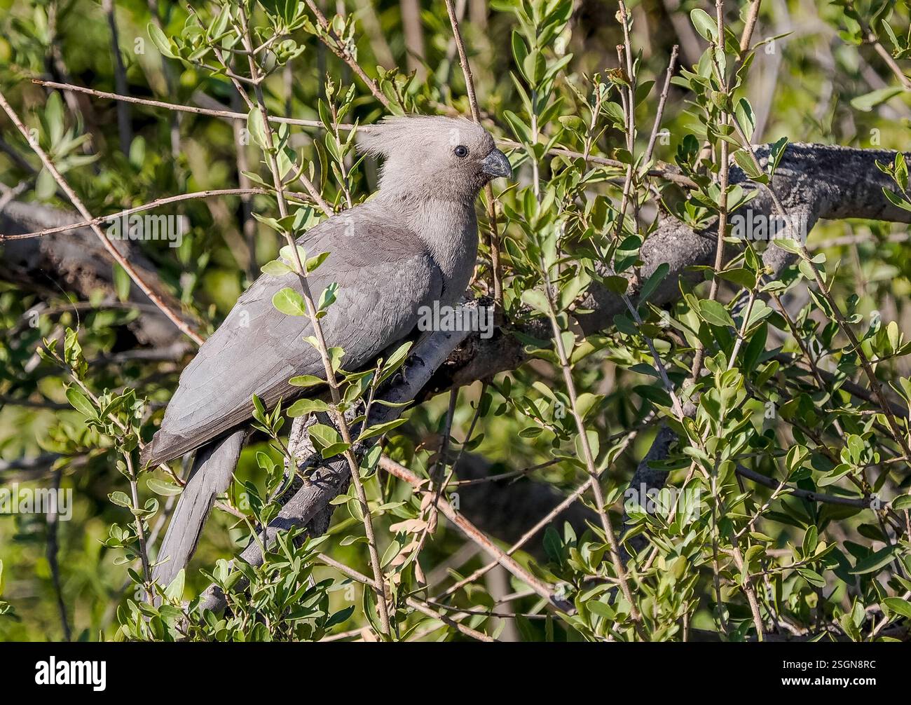 Grauer Gobauvogel (Corythaixoides concolor) Stockfoto