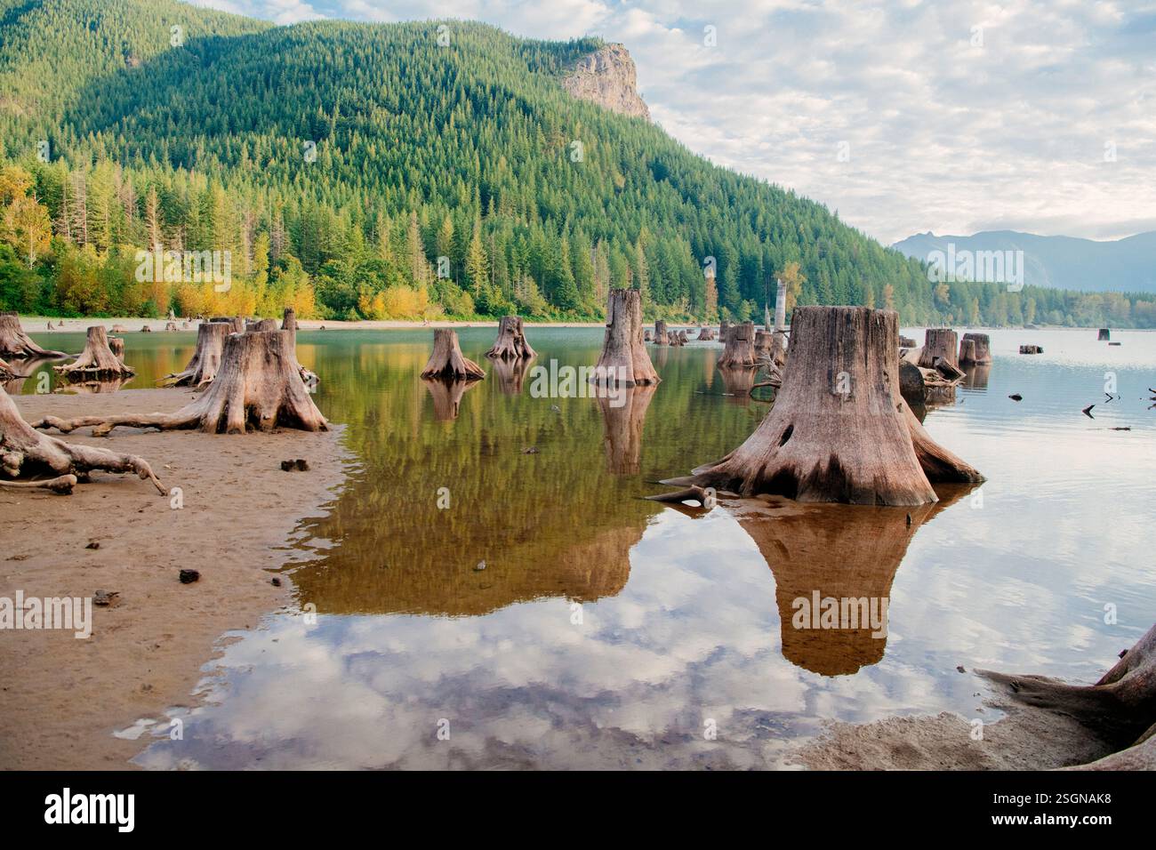 Majestätische Landschaft eines ruhigen Sees mit Baumstümpfen und üppigen bewaldeten Bergen. Rattlesnake Lake, Puget Sound, WA, USA Stockfoto