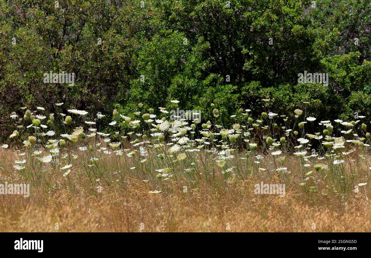 Feld der Doldenpflanzen – Familie Apiaceae, Eristos-Tal, Tilos, Dodekanesische Inseln, südliche Ägäis, Griechenland. Stockfoto