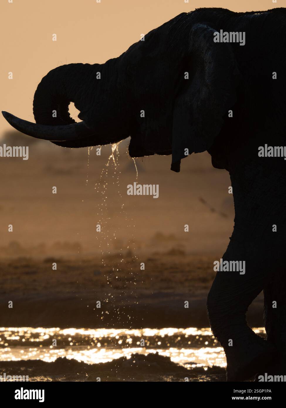 Afrikanischer Elefant (Loxodonta africana) trinkt an einem Wasserloch mit Wasser, das aus dem Mund tropft Stockfoto