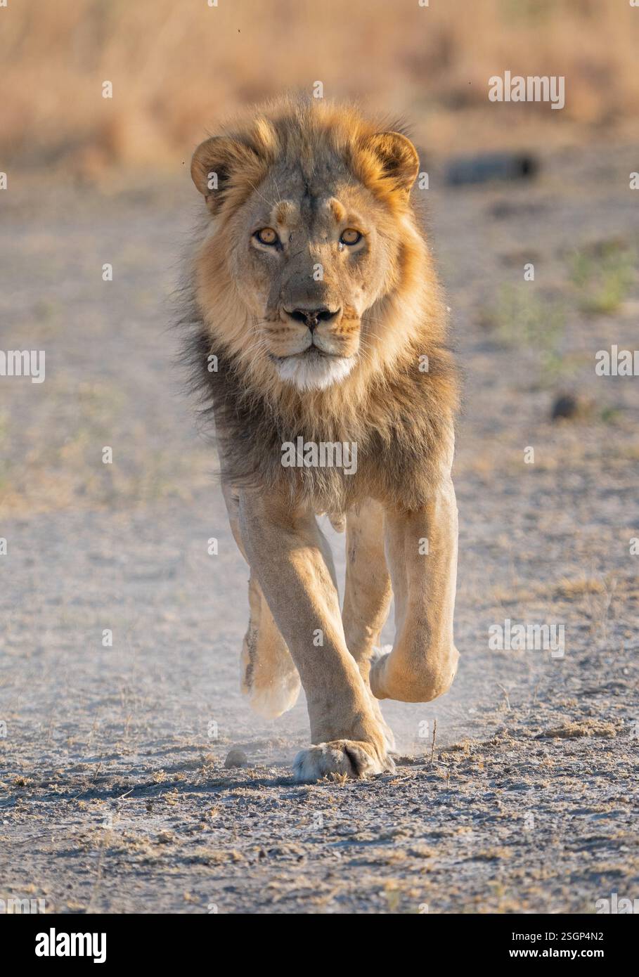 Männlicher afrikanischer Löwe (Panthera leo), der in Richtung Kamera läuft Stockfoto