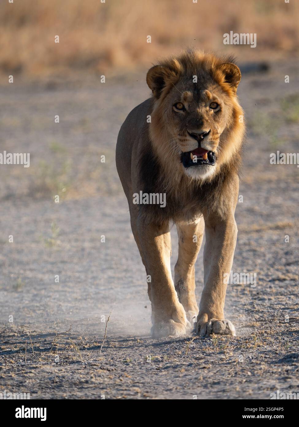 Männlicher afrikanischer Löwe (Panthera leo), der in Richtung Kamera läuft Stockfoto