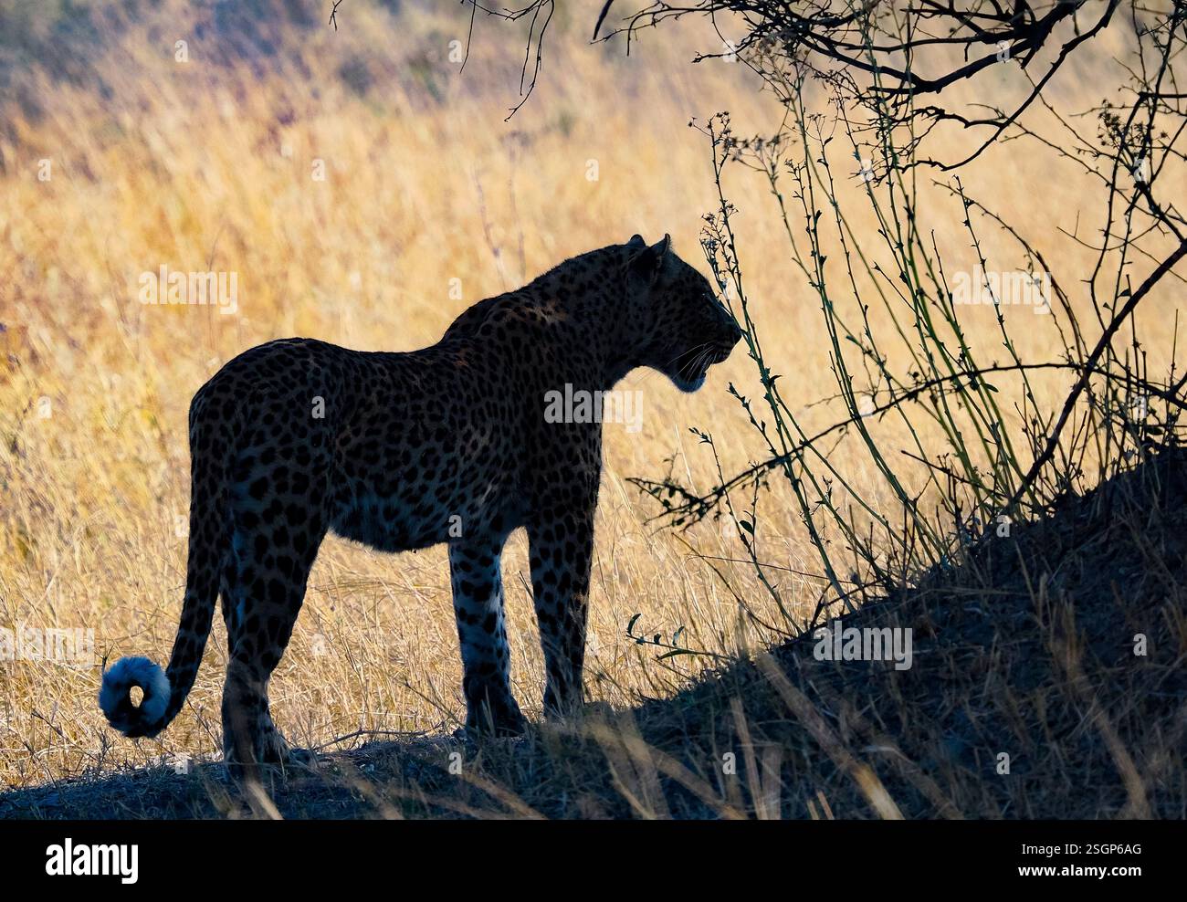 Leopard (Panthera pardus) in Silhouette Stockfoto