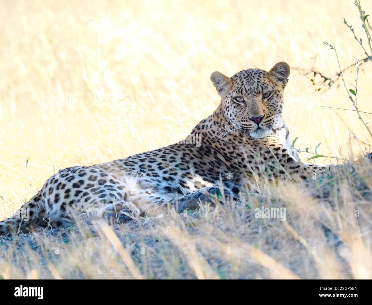 Leopard (Panthera pardus) liegt im Gras Stockfoto