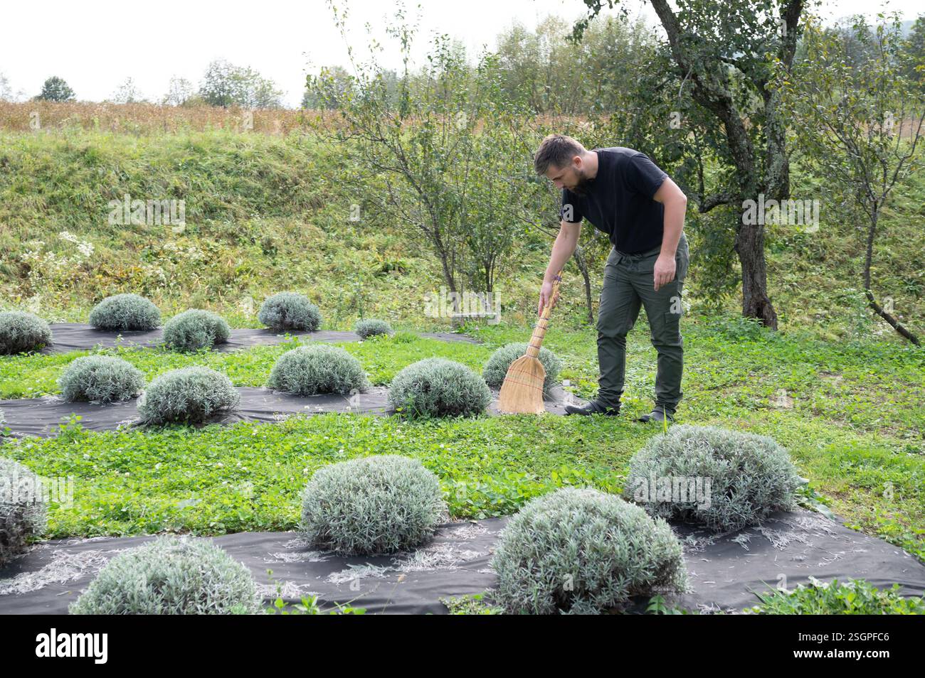 Ein Mann fegt Blätter auf einem ländlichen Feld. Er ist umgeben von runden Büschen, die in Reihen über schwarzem Unkrautschutzgewebe gepflanzt sind. Die Umgebung ist ein Bauernhof oder Garten Stockfoto