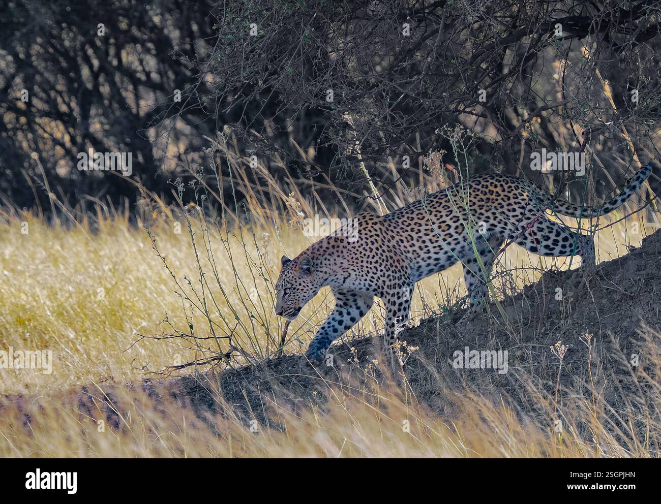 Leopard (Panthera pardus) klettert einen flachen Baumstamm hinunter Stockfoto
