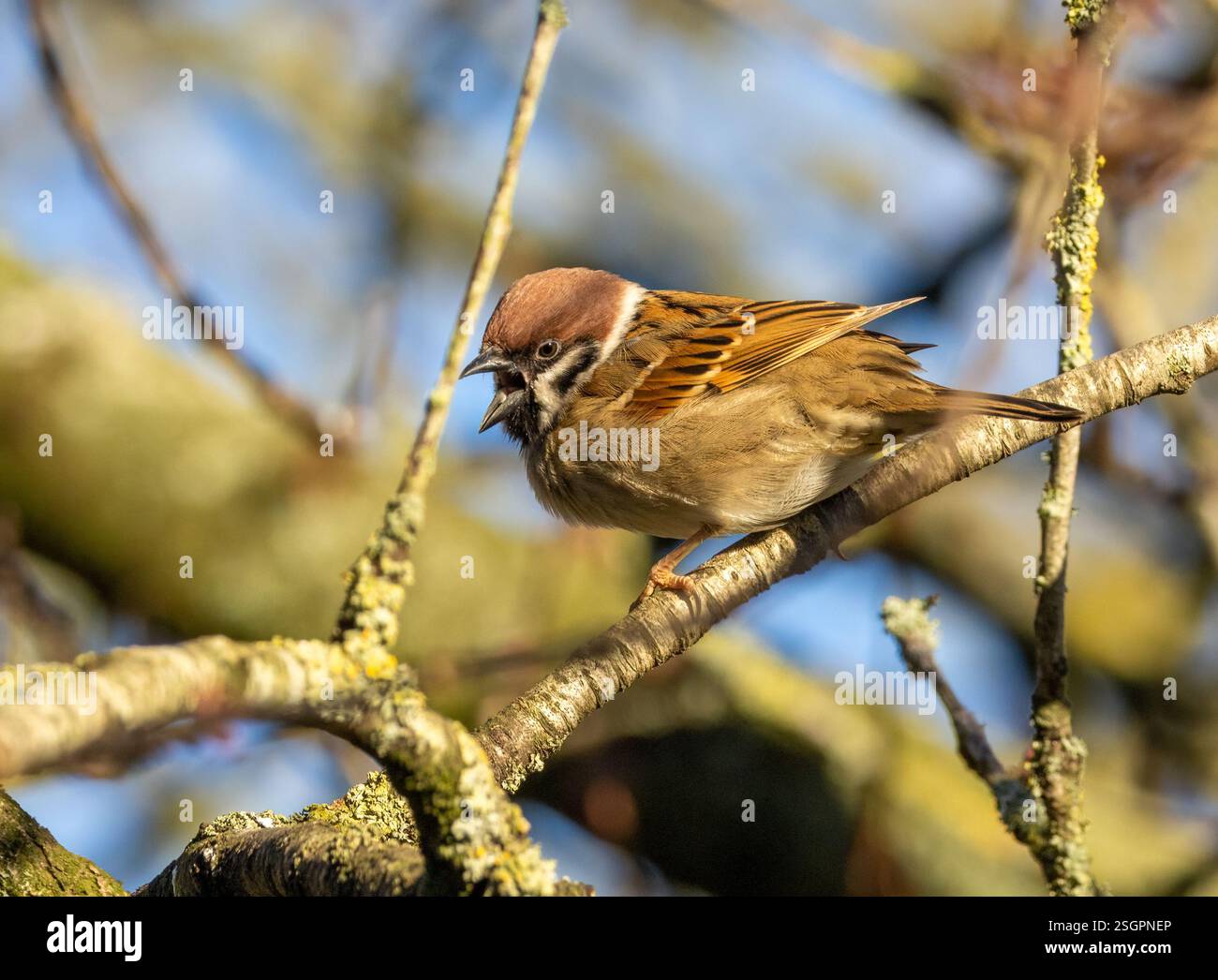 Baumsperling, der auf einem Zweig eines Baumes in der Sonne thront Stockfoto