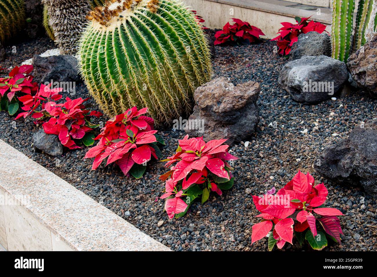 Weihnachtsstern (Euphorbia Pulcherrima), blhen, Kanarische Inseln,  Teneriffa Stockfotografie - Alamy