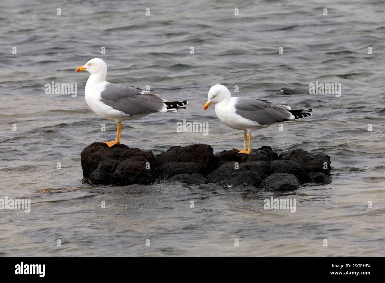 Möwen mit gelbbeinigen Füßen (Larus michahellis) Stockfoto