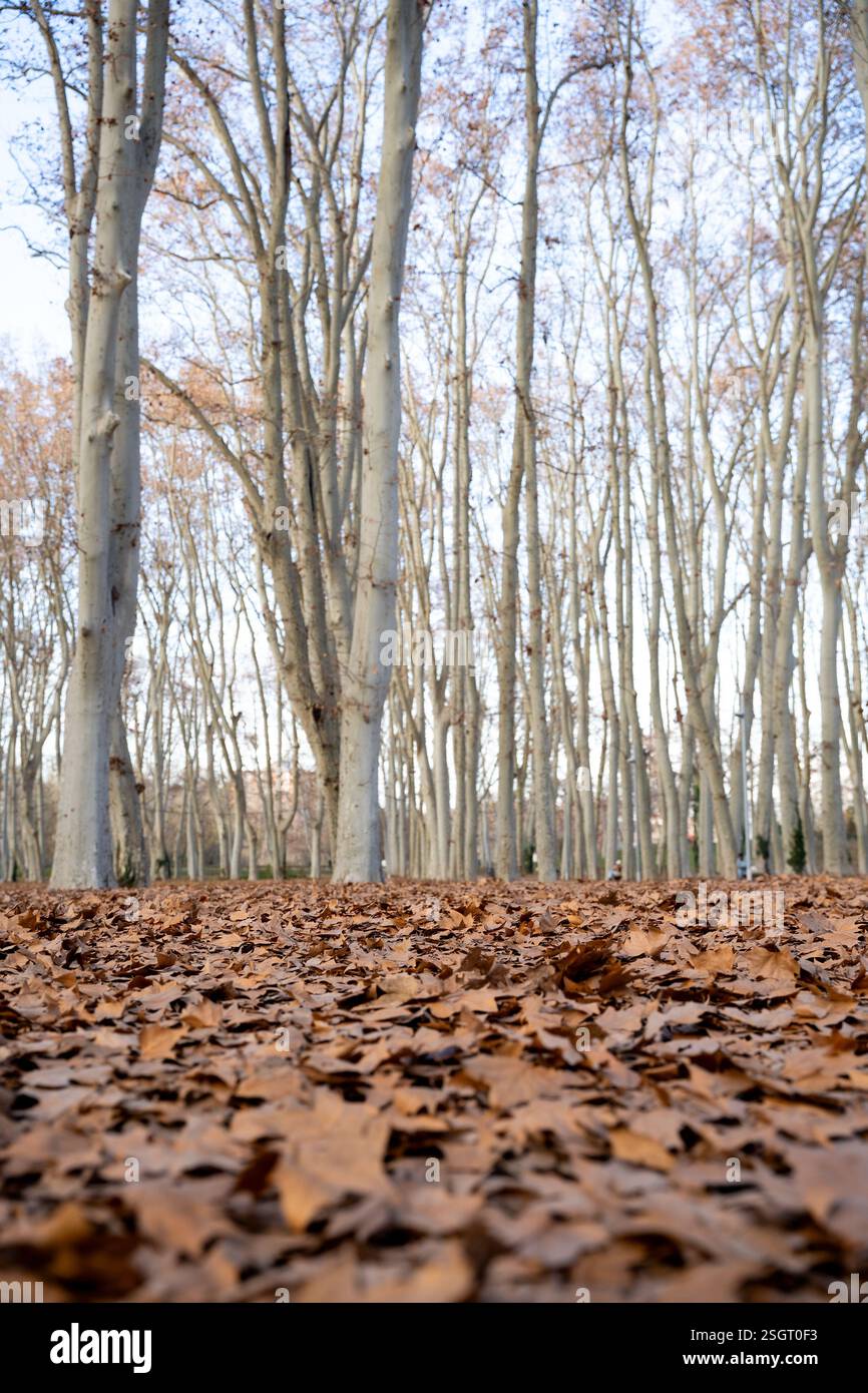 Die Stadt Girona, Zentrum von Girona, Parks und Garten in Girona, Spanien Katalonien Stockfoto