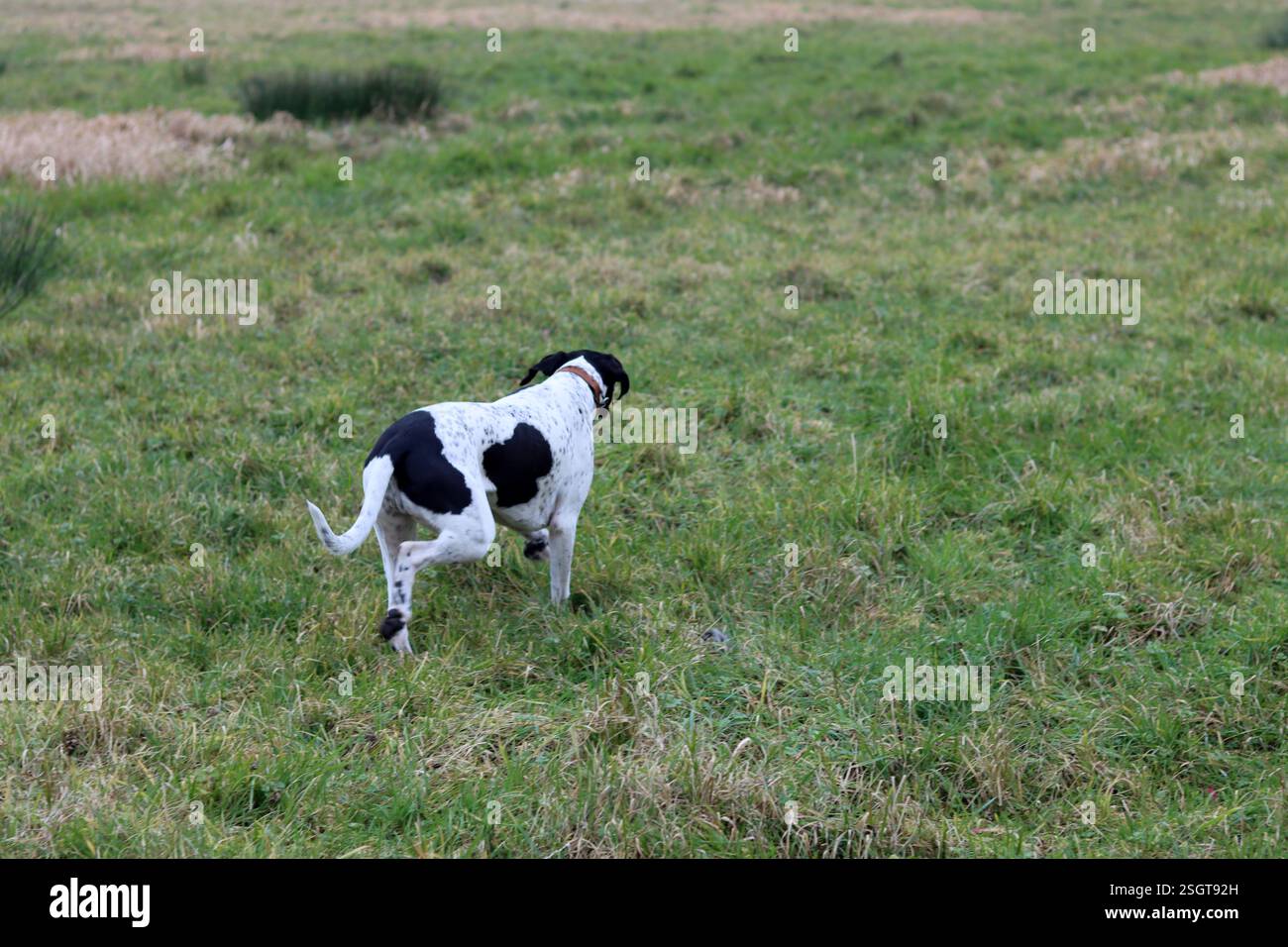 Englischer Zeigerhund, der auf der Wiese läuft. Happy PET's Life Konzept. Frühling in den Niederlanden. Stockfoto
