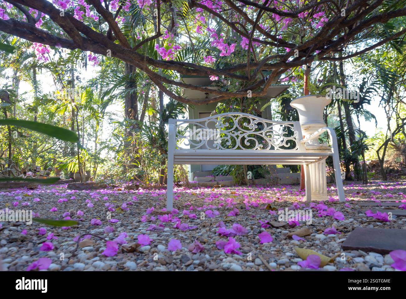 Ein alter weißer Stuhl, umgeben von der Schönheit der rosa Bougainvillea-Blumen am Abend, perfekt zum Entspannen Stockfoto