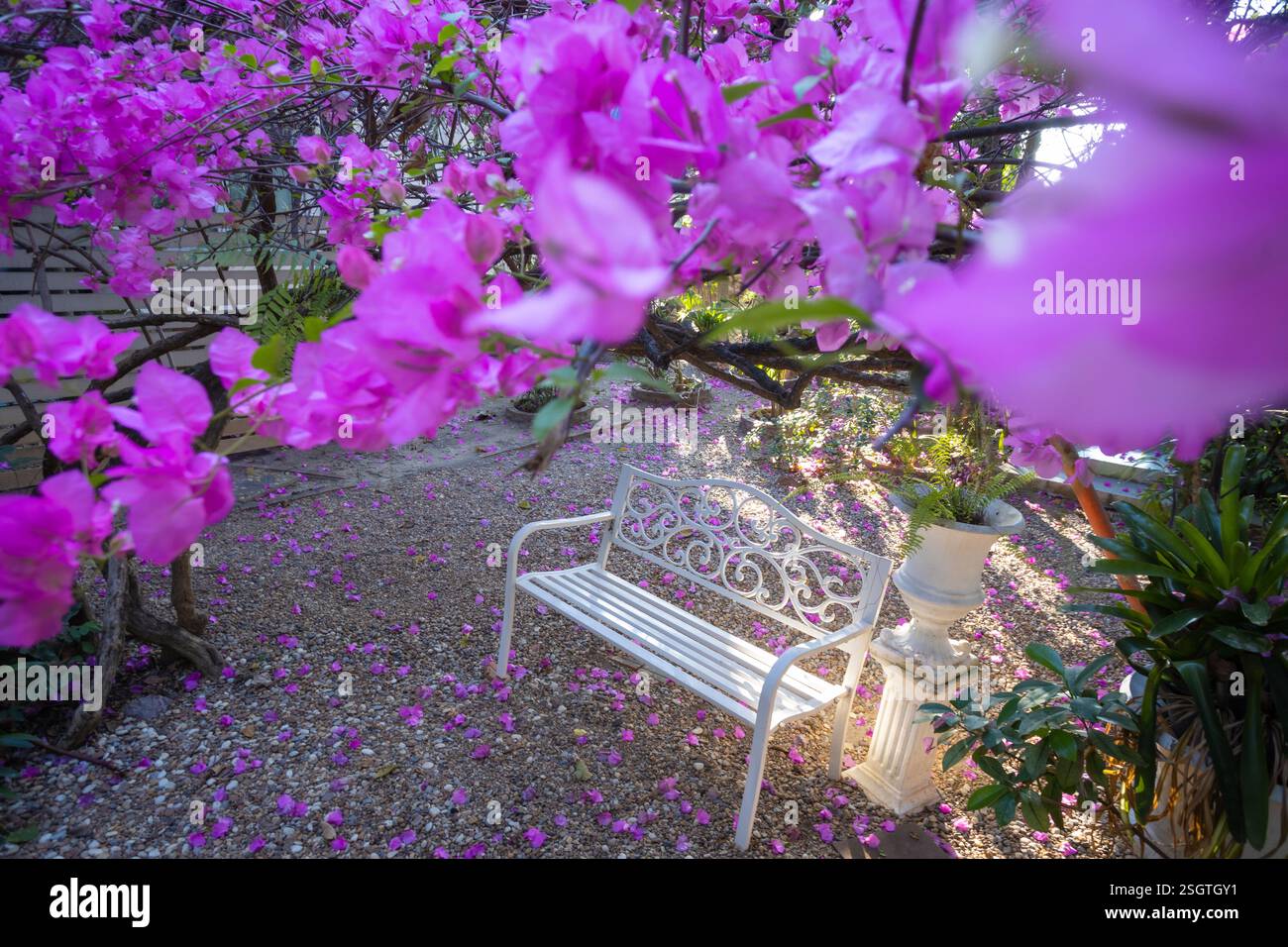 Ein alter weißer Stuhl, umgeben von der Schönheit der rosa Bougainvillea-Blumen am Abend, perfekt zum Entspannen Stockfoto