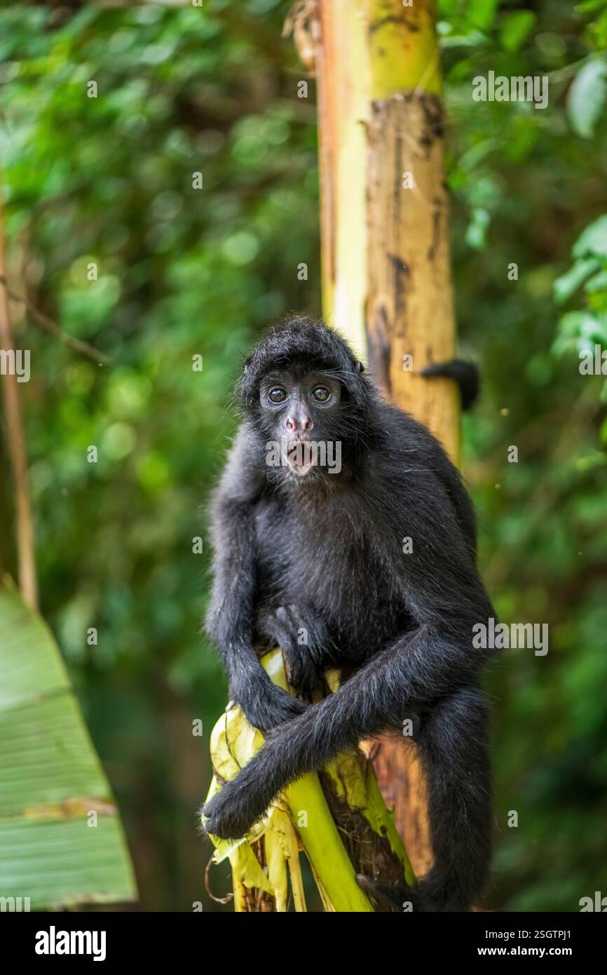 Spinnenaffen in seinem natürlichen Lebensraum im Amazonas-Regenwald Stockfoto