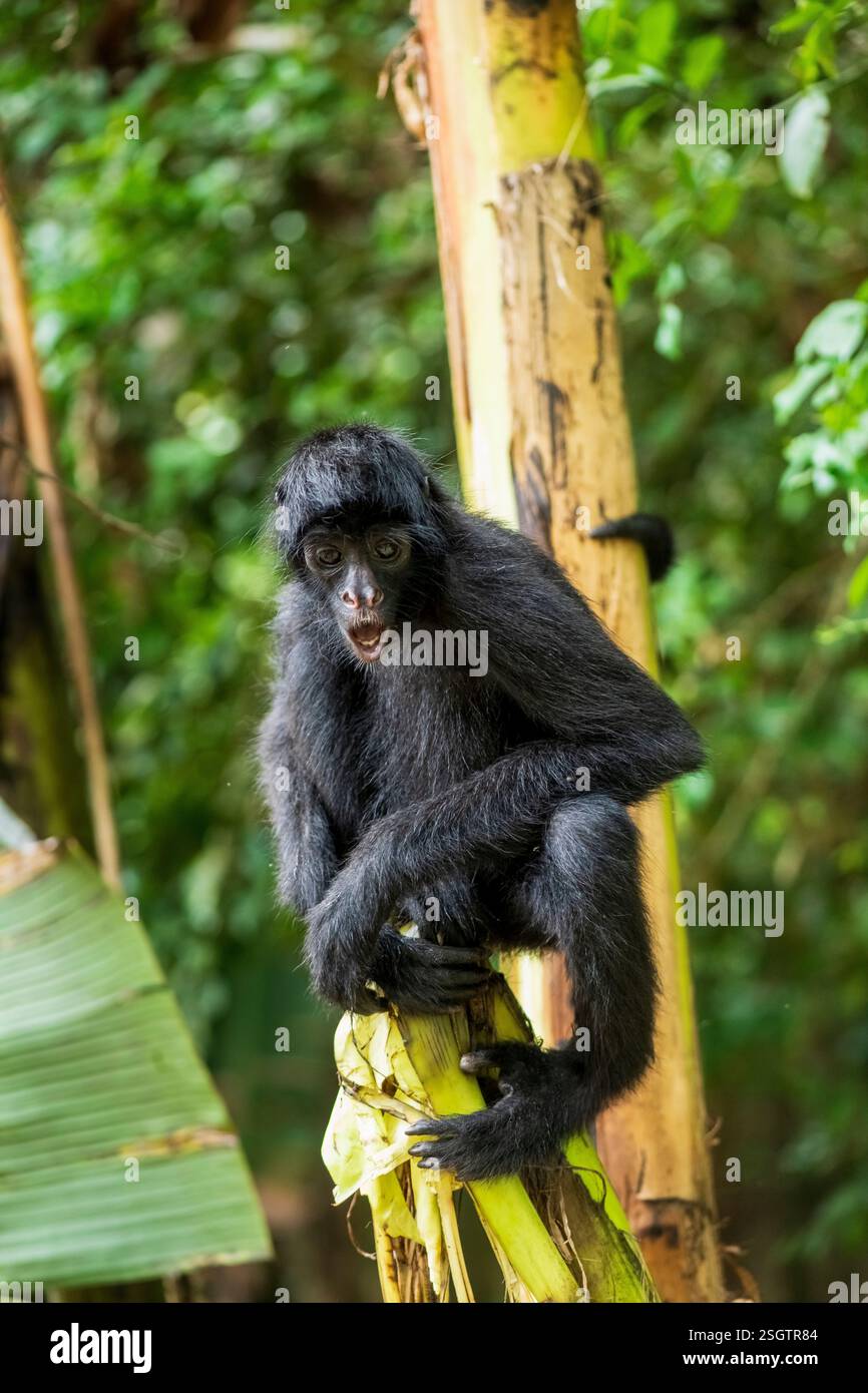 Spinnenaffen in seinem natürlichen Lebensraum im Amazonas-Regenwald Stockfoto