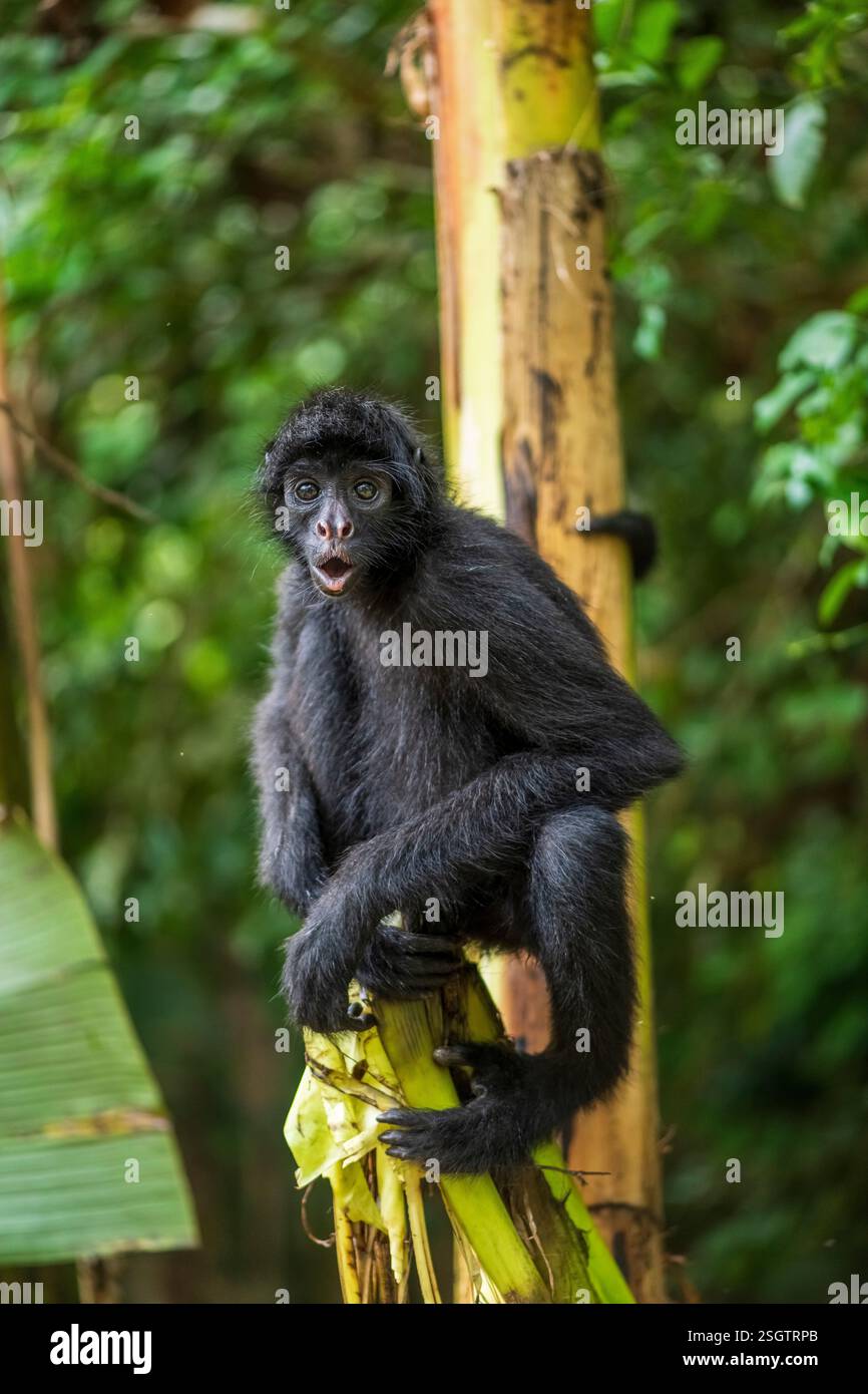 Spinnenaffen in seinem natürlichen Lebensraum im Amazonas-Regenwald Stockfoto