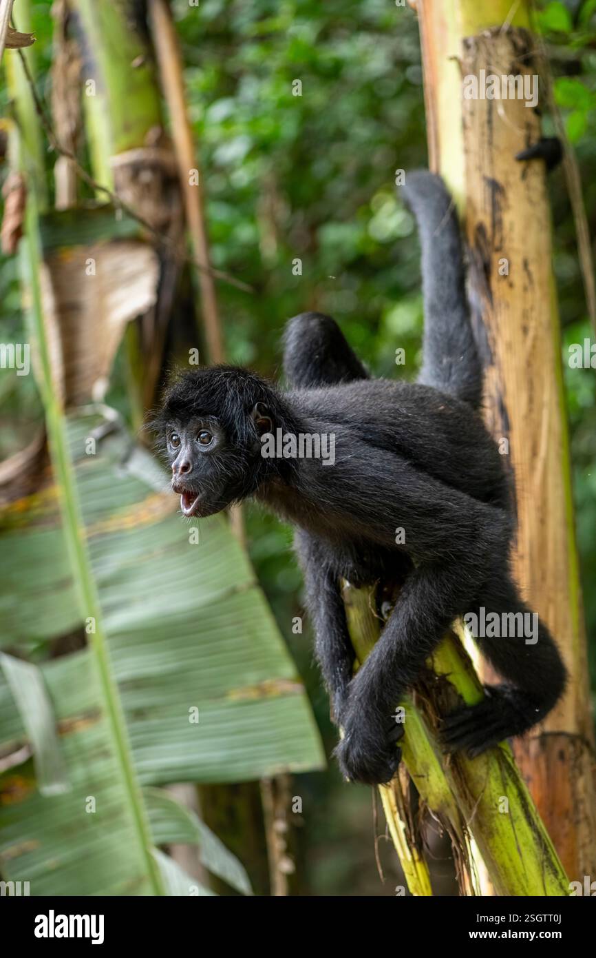 Spinnenaffen in seinem natürlichen Lebensraum im Amazonas-Regenwald Stockfoto