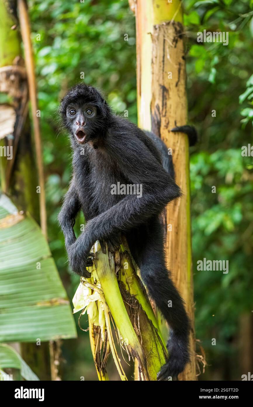 Spinnenaffen in seinem natürlichen Lebensraum im Amazonas-Regenwald Stockfoto