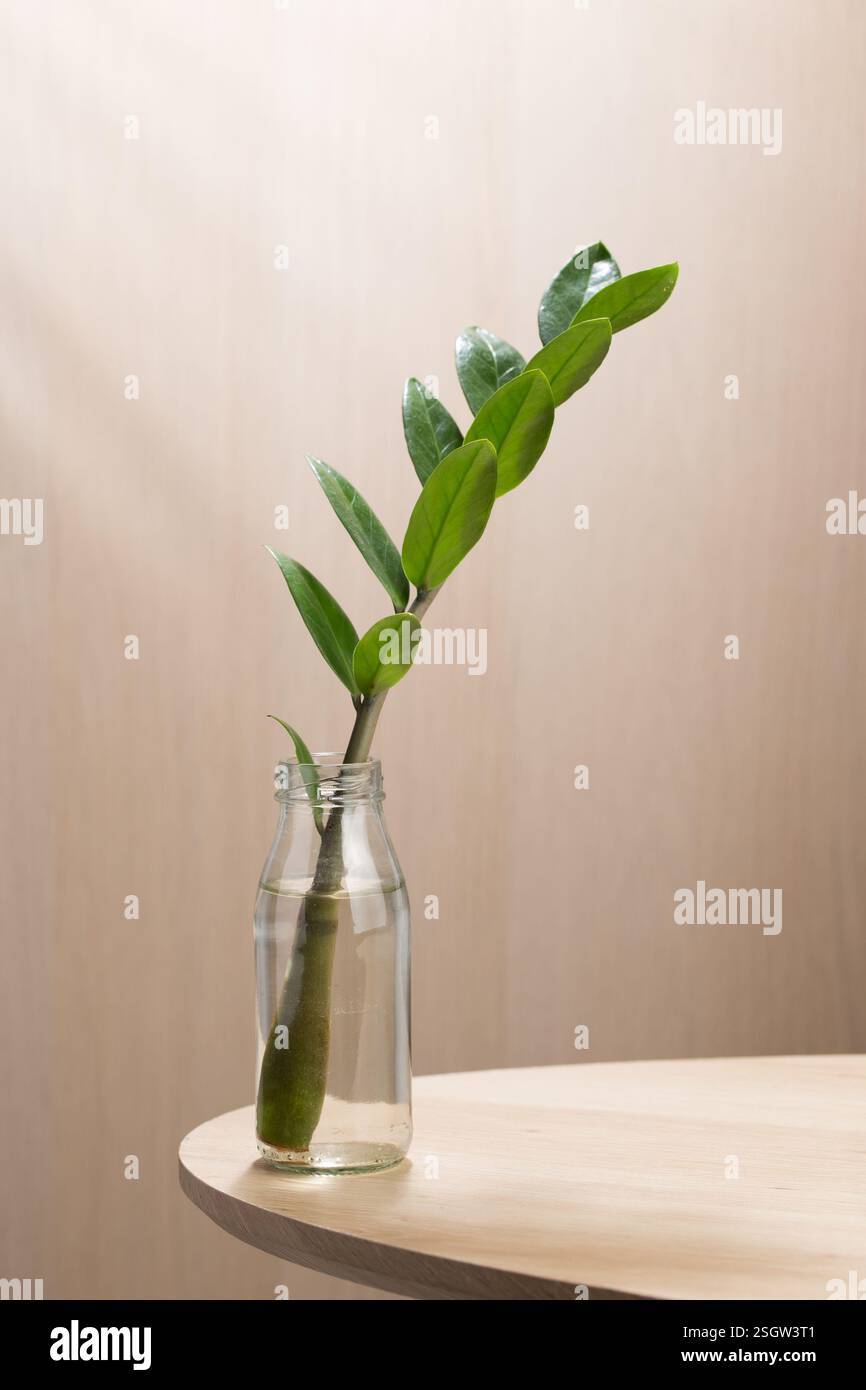 Ein in Wasser getauchter zamioculcas zamiifolia- oder ZZ-Pflanzenstamm in einer kleinen Glasflasche stellt eine einfache und unkomplizierte Planmethode dar Stockfoto