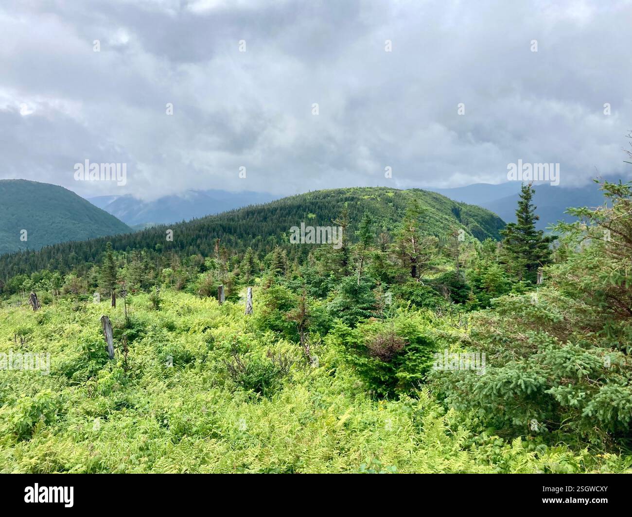 Berglandschaft mit Bäumen und Wolken - Smartphone-aufgenommenes Stockfoto
