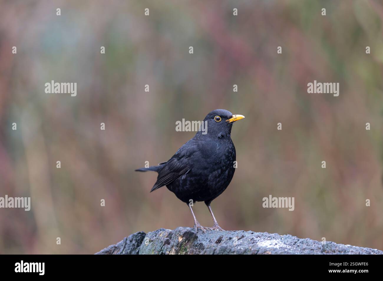 Detaillierte Seitenansicht einer wilden, männlichen Amsel (Turdus merula), isoliert in einem natürlichen Lebensraum mit weichem Hintergrund. Stockfoto