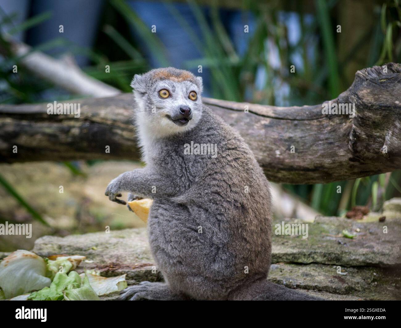 Porträt einer gekrönten Lemur im Zoo von Bristol, die etwas anstarrt, was sie erschreckt hat Stockfoto