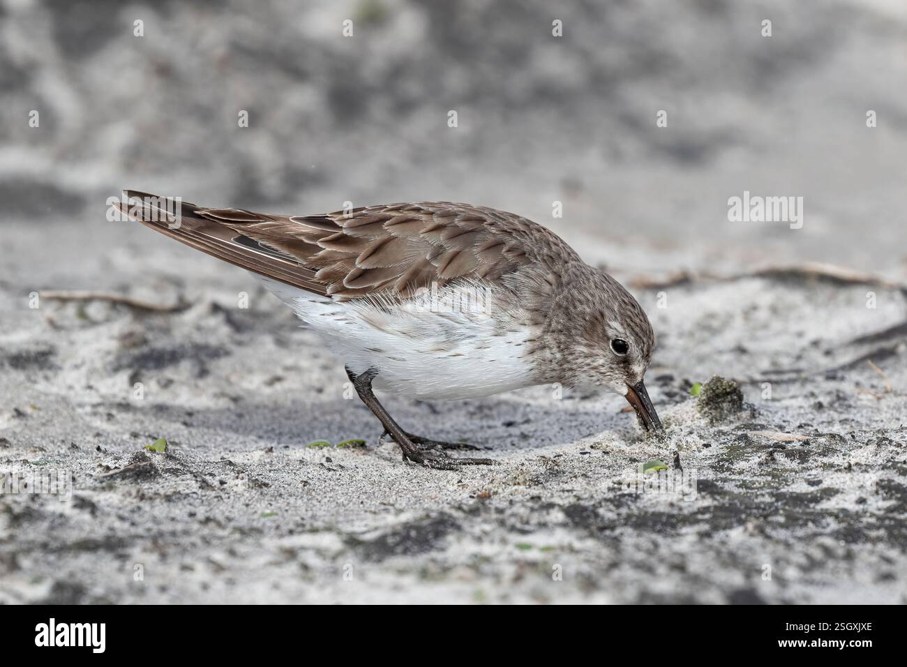 Sandpiper, Calidris fuscicollis, Watvögel auf der Küste der Sea Lion Island, Falkland Islands Stockfoto