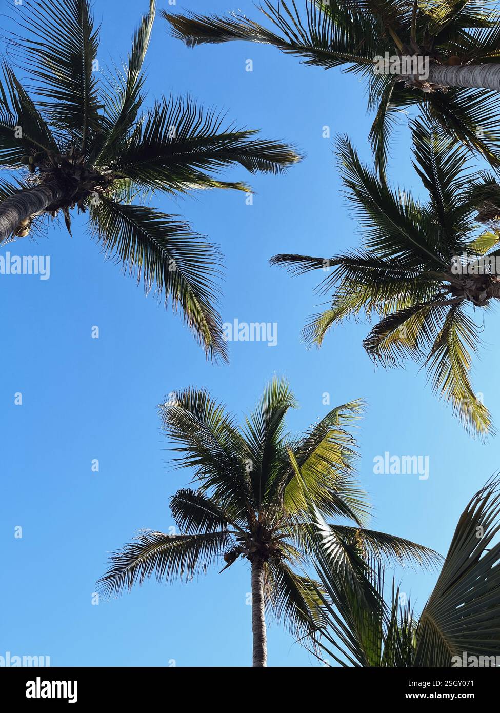 Palmen Gegen Den Blauen Himmel | Cabo San Lucas, Mexiko - Smartphone-aufgenommenes Stockfoto