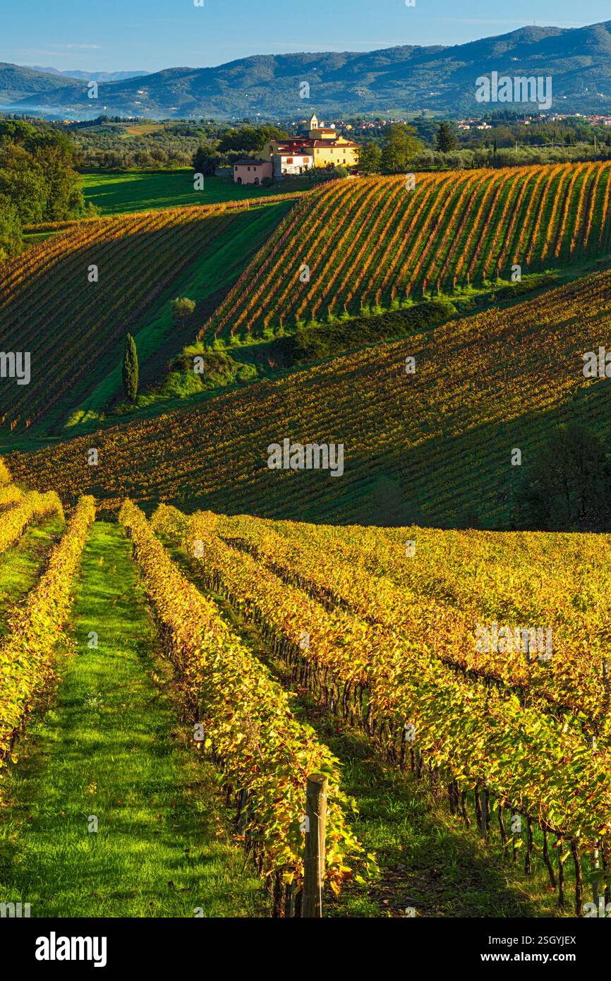 Wunderschöne sanfte Hügel mit herbstlichem Teppich der Chianti-Weinberge im Mercatale Val di Pesa Stockfoto