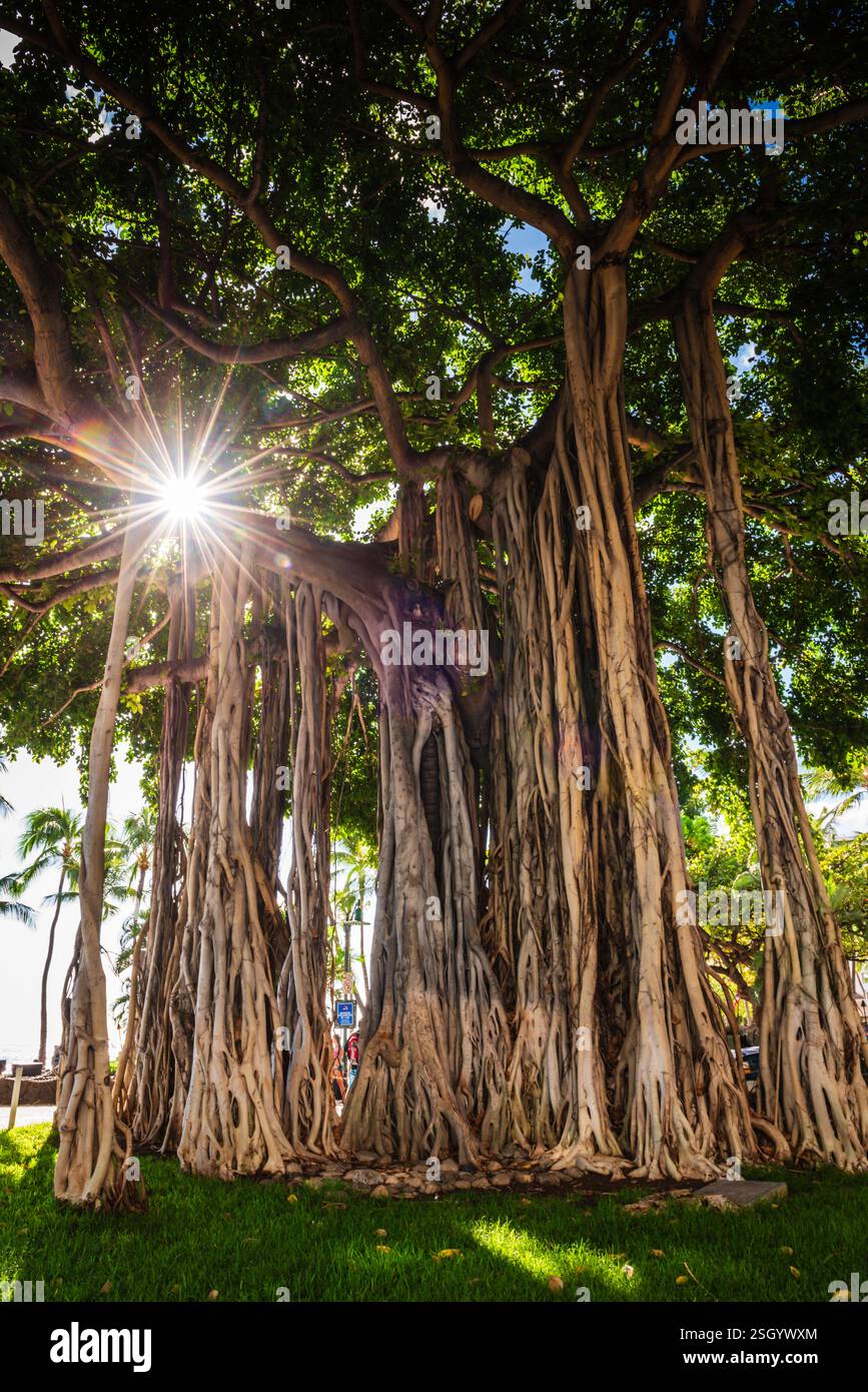 Sunburst beleuchtet den berühmten Banyon-Baum (Ficus benghalensis) am Waikiki Beach in Honolulu, Hawaii. Stockfoto