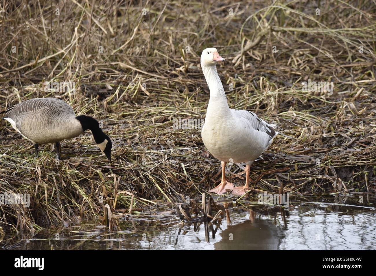 Leucistic Greylag Goose (Anser anser) am Rande der River Bank, gegenüber Head nach rechts und Canada Goose nach links, aufgenommen in Staffordshire, Großbritannien Stockfoto