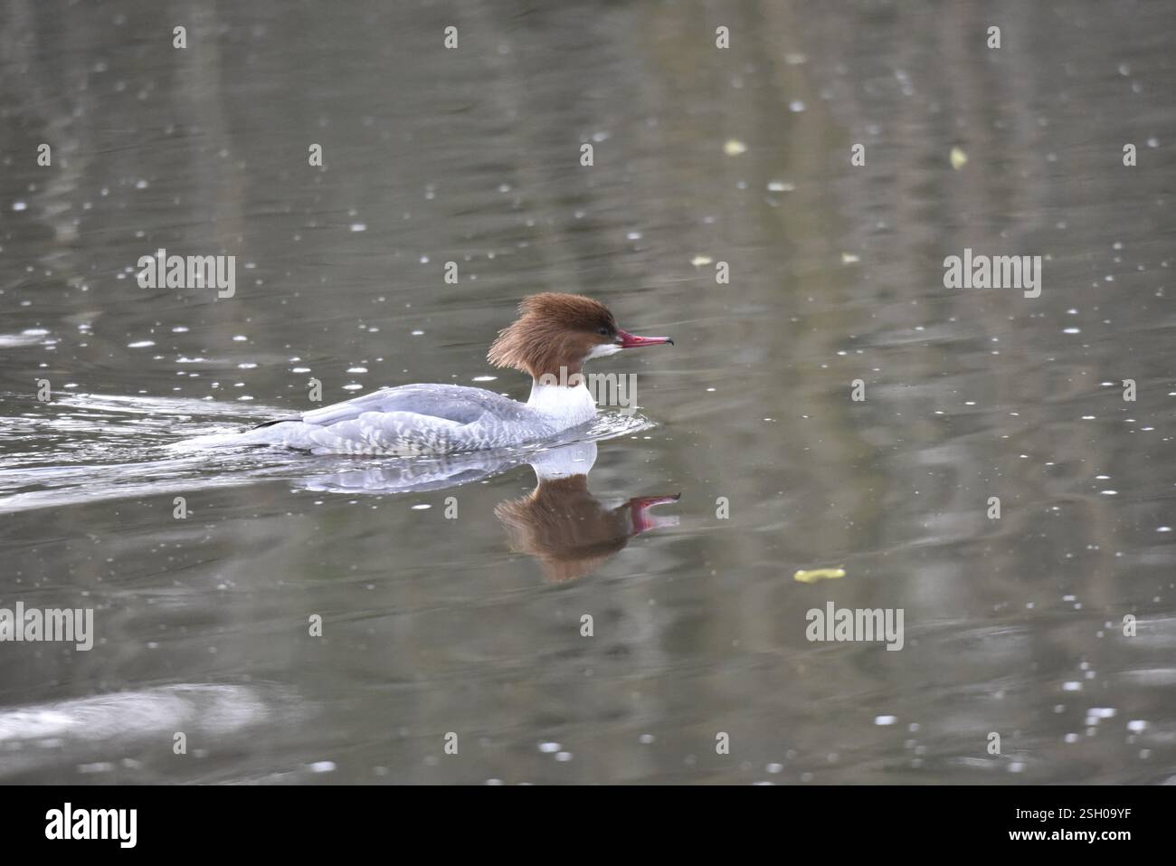Nahaufnahme eines weiblichen Gänsegängers (Mergus merganser), der von links nach rechts auf gewelltem Wasser in den Weltraum schwimmt und einen Water Trail auf einem UK River hinterlässt Stockfoto