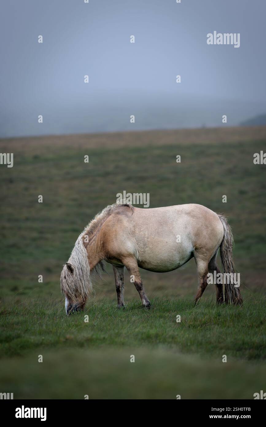 Dartmoor-Pony weidet an einem nebeligen und regnerischen Tag im Darmoor-Nationalpark, Devon, England. Stockfoto