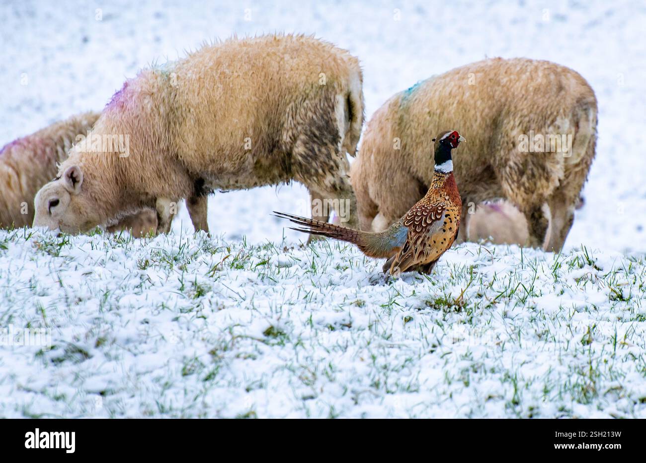 Fasan und Schafe im Schnee, Chipping, in der Nähe von Preston, Lancashire, Großbritannien. Stockfoto