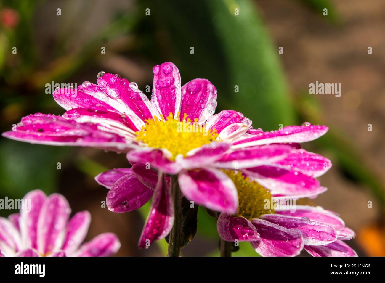 Wunderschöne rosafarbene und weiße Chrysanthemenblumen, bedeckt mit Wassertropfen nach einem leichten Regenschauer Stockfoto
