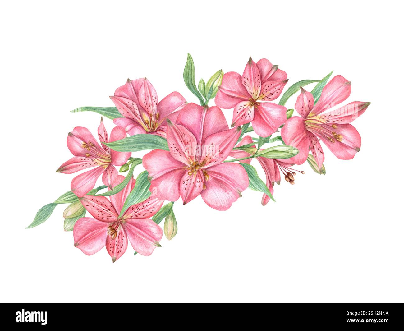 Rosa Alstroemeria Blumen Blumenstrauß Aquarellillustration isolierter Hintergrund. Tropisch blühende Pflanzen florale Komposition für den Valentinstag-Gruß Stockfoto