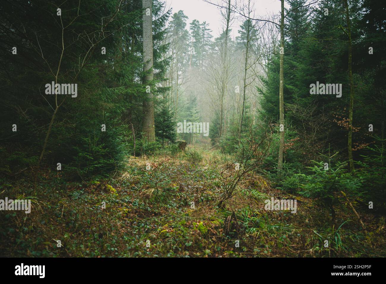 Wald am nebeligen Morgen Stockfoto