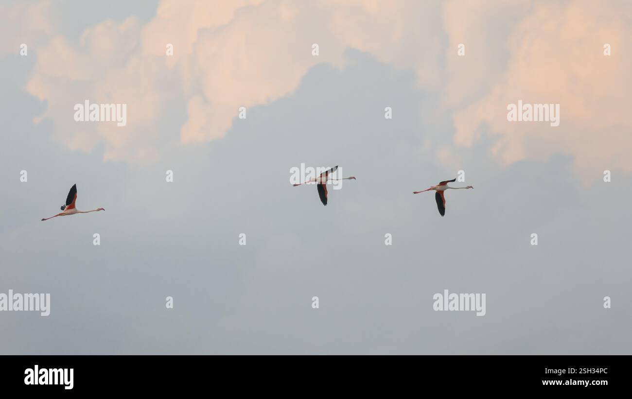 Wunderschöne Flamingos Vögel im Flug Stockfoto