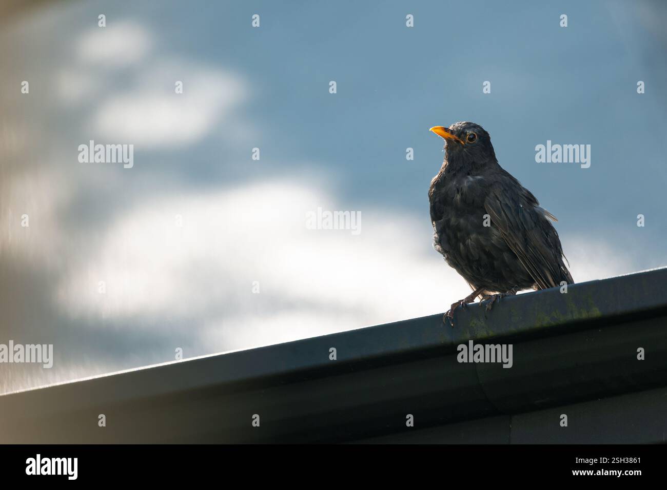 Schwarzer Vogel im Garten Stockfoto