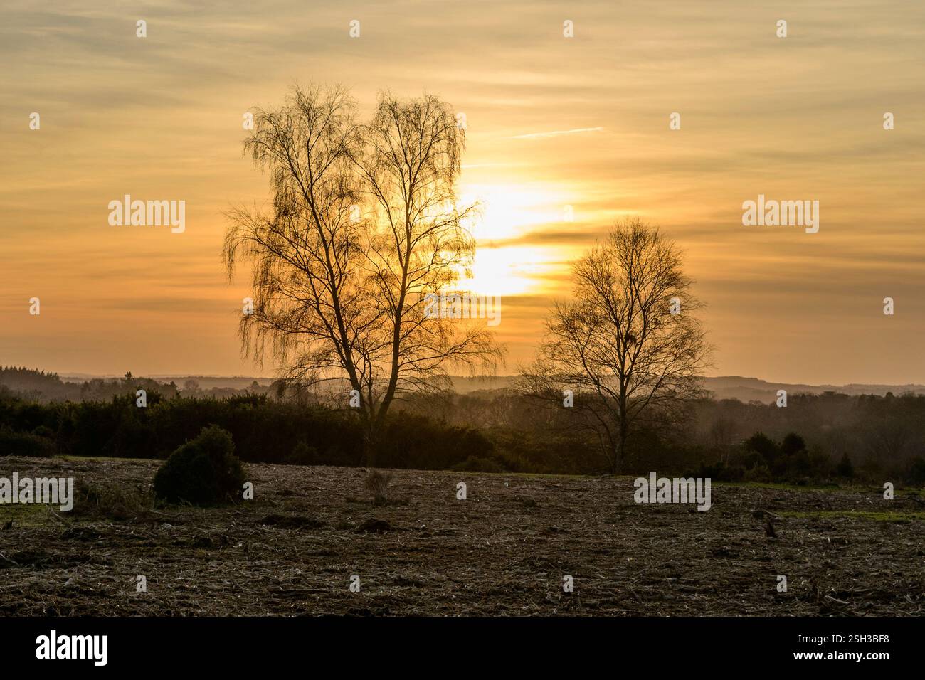 Winter Sonnenuntergang zwischen zwei Bäumen Stockfoto
